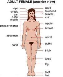 If you don't like it, pick your own name for your girly parts. Parts Of Body Lady Name Top 10 Female Body Parts Men Love Huffpost Uk Connects The To Arm And To The Base Of The Neck Arms Fallinfouryoux3
