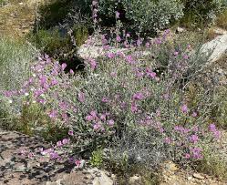 Read morets of the plant to sores. Globe Mallow Pink Red Hills Desert Gardenred Hills Desert Garden