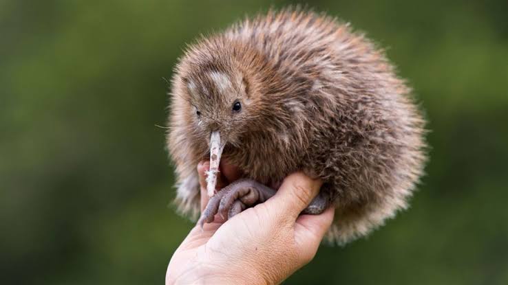 Resultado de imagen de rowi kiwi"