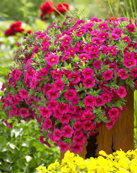 Image result for calibrachoa million bells