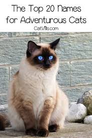 Siamese cat names for males whether you want a disney name for your siamese or you'd like to find some oriental names for siamese cats, you have a lot to choose from. The Top 20 Adventurous Cat Names For Males Females Everything Cat From Around The Web