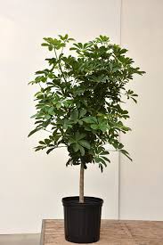 Image result for Schefflera