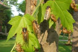 The hover flies (order diptera, family syrphidae) are one group of good flies found commonly in ohio. Cicadas Making An Appearance In Northeast Ohio Ohio Ag Net Ohio S Country Journal
