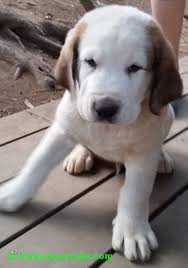 Central asian shepherd puppies for sale. Alabai Australia Central Asian Shepherd Dog Alabai Puppy Photos