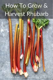 Once the rhubarb stalks are 12 to 18 inches tall, it's time to start harvesting. How To Grow Rhubarb Earth Food And Fire