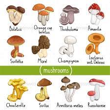 Different Types Of Mushrooms Vector Illustration Stuffed Mushrooms Vector Illustration Mushroom Images