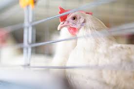 Every bird flu story from every site is brought to you automatically and continuously 24/7, within n.b. Bird Flu Outbreaks Detected In India And Philippines Farminguk News