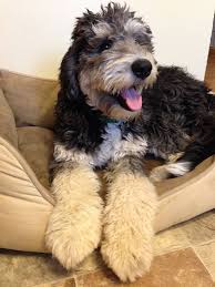 Ist ein berner sennenhund mix ein reinrassiger hund? Bernedoodle Doodle Hund Doodle Hunderassen