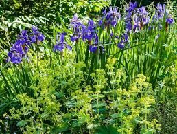Lady S Mantle And Siberian Iris Plant Combinations Alchemilla Mollis Spring Garden