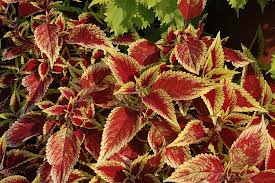 Image result for Coleus
