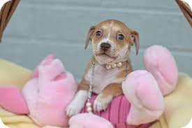 Located in chandler, az, serving the greater phoenix area, and surrounding cities and towns. Chandler Az Beagle Chihuahua Mix Meet Tilly A Puppy For Adoption Puppy Adoption Beagle Chihuahua Mix