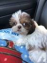 Shih Tzu Puppies for Sale from Reputable Dog Breeders