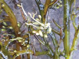 Image result for Inversodicraea