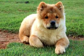 Check spelling or type a new query. 5 Signs That A Chow Chow Is The Right Dog For You Vanillapup Blog