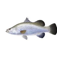 Ikan kakap putih memiliki sirip punggung berjari jari keras, kuat dan kaku. Daftar Harga Ikan Baramundi Bulan Juli 2021 Terbaru
