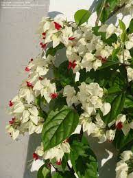 Plantfiles Pictures Bleeding Heart Vine Glory Bower Clerodendrum Thomsoniae By Floridian Bleeding Heart Annual Plants Shade Perennials