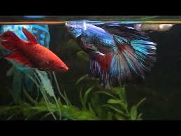 If you want to put guppies in with the betta make sure they aren't the fancy males with the long tails and keep 3 females per one male. Betta Guppy Tank Youtube