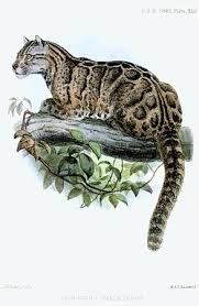 Harimau dahan atau harimau akar , nama saintifiknya neofelis nebulosa2, 3 adalah sejenis kucing besar for faster navigation, this iframe is preloading the wikiwand page for harimau dahan. Macan Dahan Formosa Wikipedia Bahasa Indonesia Ensiklopedia Bebas