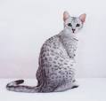 Best Exotic Cat Breeds | List of Most Unusual Cats
