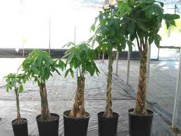 Sunt plante care aduc noroc dar sunt și plante care aduc ghinion. Uite 6 Plante Ce Iti Aduc Noroc Si Pe Care Le Poti Cultiva Si Tu