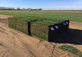 Order Marathon Sod Online Southland Sod Farms