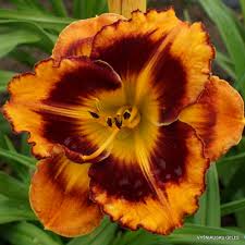 There are 313 different daylilies in this gallery. Daylily Phlox Eu