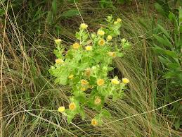 Image result for Helichrysum setosum