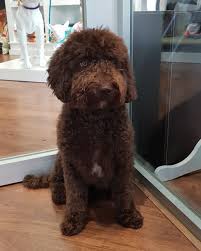 Puppies will be ready to leave for their forever homes from 28th june. Mini Sheepadoodle Puppies For Sale Uk Celineimmobilier
