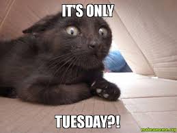 Résultat de recherche d'images pour "tuesday meme"