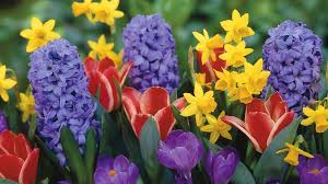 Find the best spring flowers background on wallpapertag. Early Spring Flowers Desktop Wallpapers Wallpaper Cave