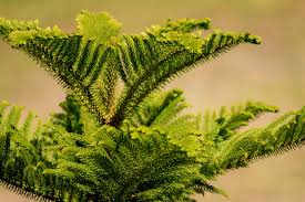 Image result for Araucariaceae