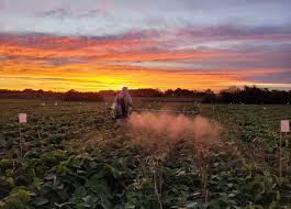 Nanotechnology: a path of no return in the search for more competitive and  sustainable agriculture