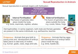 Prepare A Flow Chart To Explain The Process Of Sexual