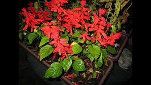 Check spelling or type a new query. Good Night Flowers Asmr Flowers Youtube