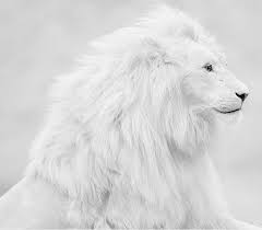 Pin Pa Amazing Animals