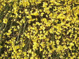 Winter Jasmine Hgtv Find the perfect winter jasmine stock photos and editorial news pictures from getty images. winter jasmine hgtv