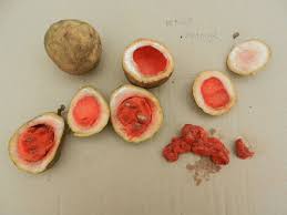 Image result for Landolphia owariensis