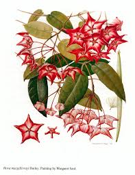 Image result for Swertia pleurogynoides