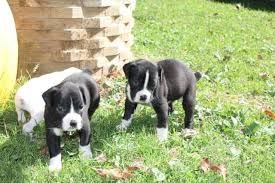 Ckc Boxer Puppy S For Sale In Springfield Ohio Classified Americanlisted Com