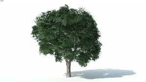 Low Poly 3d Tree 002 3d Warehouse 3d Tree Low Poly 3d Tree Images