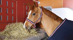 We did not find results for: Transporte Von Turnierpferden Und Ein Zwischenstopp Im Heuhotel Dvz