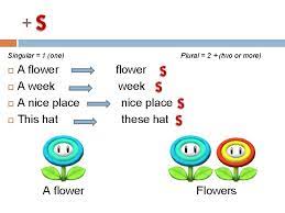 Singular And Plural Flowers Buses Singular 1 One