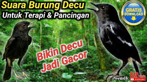 Burung decu jantan akan memiliki bulu yang hitam pada semuanya tubuhnya kecuali pada sayapnya yang. Download Langsung Ngeplong Pancingan Decu Muda Bakalan Macet Bunyi Jadi Gacor Dorr Mp3 Mp4 3gp Flv Download Lagu Mp3 Gratis