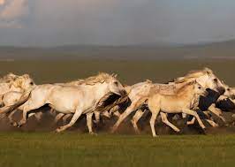 Nevada is home to more than half of the wild horse populations in north america. Where To See Wild Horses