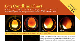 Egg Candling Chart Backyard Poultry