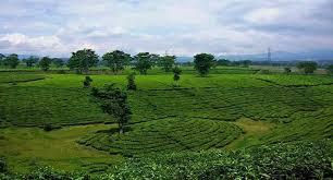 We did not find results for: Inilah 6 Kebun Teh Di Bandung Paling Terkenal Dan Eksotis