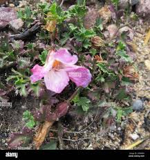 Image result for Hibiscus pusillus