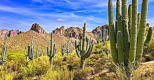 Kaktus ini tidak memiliki duri pada batangnya, selain itu kaktus ini memiliki daun berbentuk prisma dan ujung daunnya memiliki beberapa bentuk seperti berujung melengkung, tumpul dan meruncing. Saguaro Cactus Unik Fauna I Nordamerika 2021