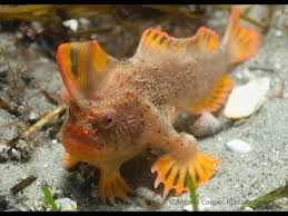 The Rare Mohawk Wearing Red Hand Fish Discovered Walking On Seafloor This Is Not A Joke This Little Dude Is Real And Live Rare Fish Fish Ocean Creatures