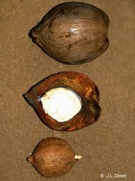 Image result for Cocos nucifera